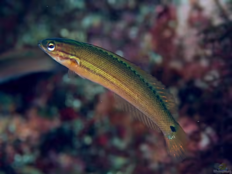 Pseudocoris ocellata im Aquarium halten (Einrichtungsbeispiele für Schlankjunker)