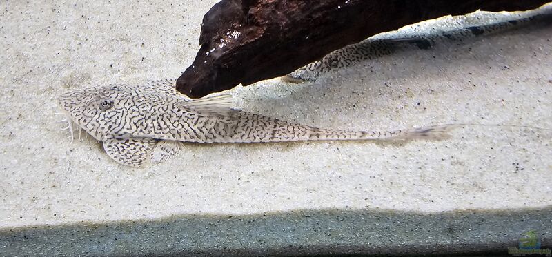 Pseudohemiodon apithanos im Aquarium halten (Einrichtungsbeispielemit Chamäleon-Flunderharnischwelsen)