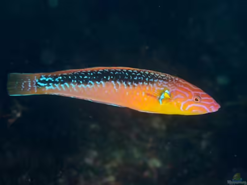 Pseudojuloides elongatus im Aquarium halten (Einrichtungsbeispiele für Länglicher Lippfisch)