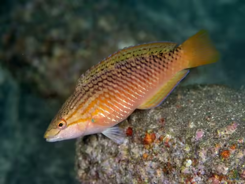 Pseudolabrus eoethinus im Aquarium halten (Einrichtungsbeispiele für Kanton-Lippfisch)
