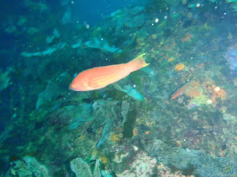 Pseudolabrus rubicundus im Aquarium halten (Einrichtungsbeispiele für Rosaroter Lippfisch)