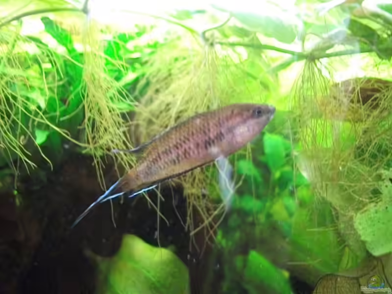 Pseudosphromenus dayi im Aquarium halten (Einrichtungsbeispiele für Roter Spitzschwanzmakropode)