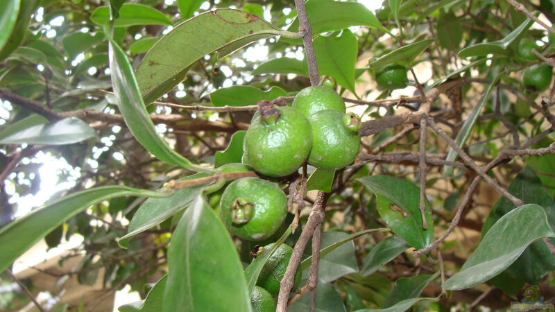 Psidium cattleianum im Garten pflanzen (Einrichtungsbeispiele mit Erdbeer-Guave)