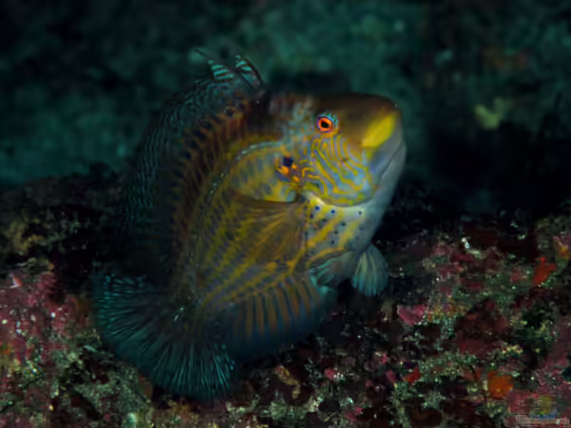 Pteragogus aurigarius im Aquarium halten (Einrichtungsbeispiele für Cocktail Zwerglippfisch)