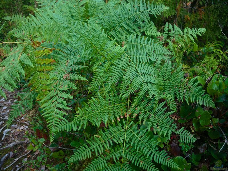 Pteridium aquilinum im Garten pflanzen (Einrichtungsbeispiele mit Adlerfarn)