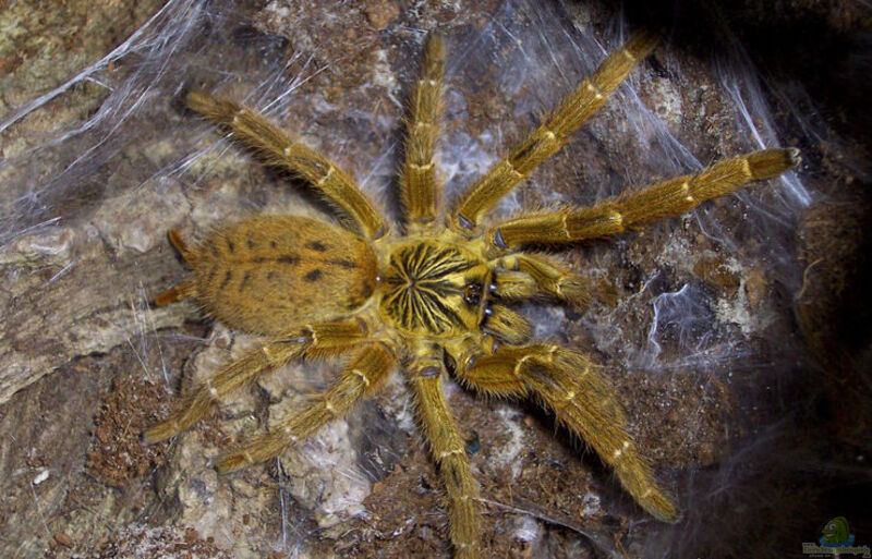 Pterinochilus murinus im Terrarium halten (Einrichtungsbeispiele mit Rote Usambara-Vogelspinne)