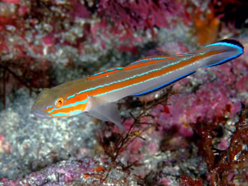 Pterogobius virgo im Aquarium halten (Einrichtungsbeispiele für Pterogobius virgo)