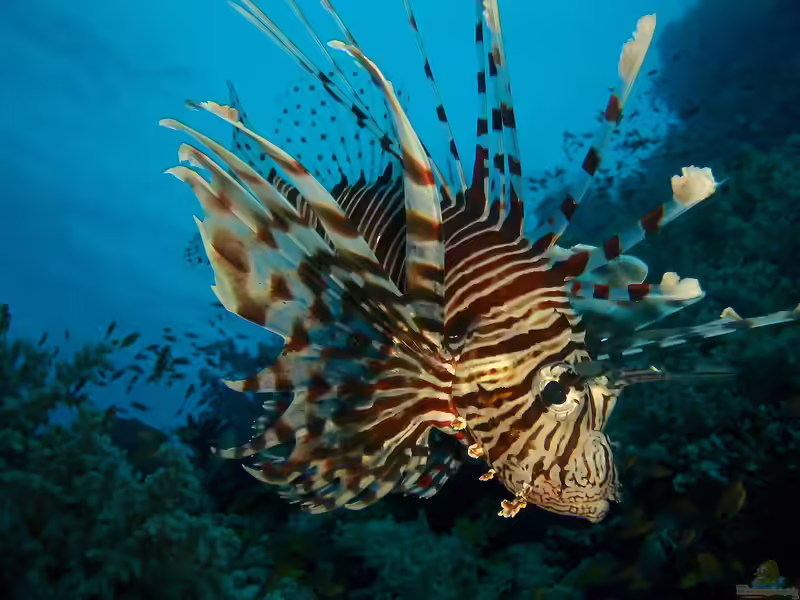 Pterois miles im Aquarium halten (Einrichtungsbeispiele für Indischer Rotfeuerfisch)