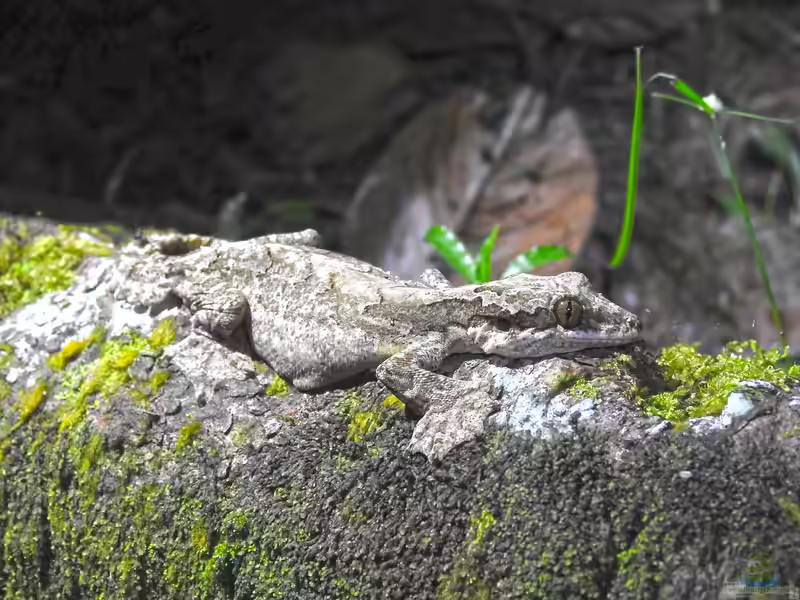 Ptychozoon kuhli im Terrarium halten (Einrichtungsbeispiele mit Kuhls-Faltengecko)