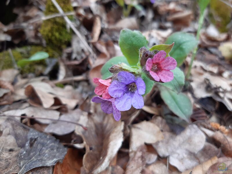 Pulmonaria officinalis im Garten pflanzen (Einrichtungsbeispiele mit Geflecktes Lungenkraut)