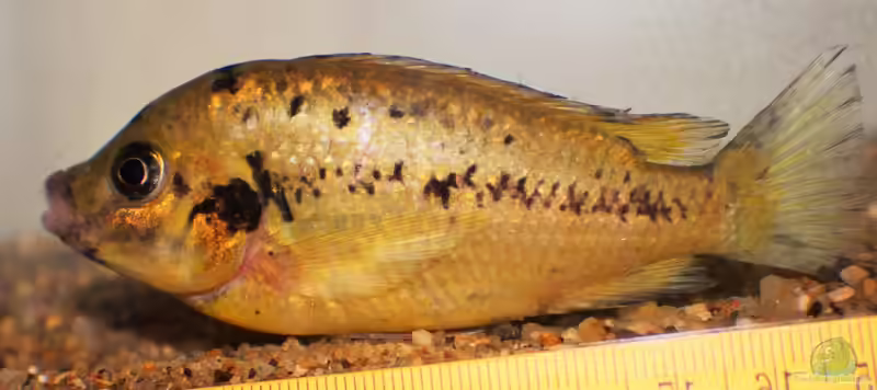 Pungu maclareni im Aquarium halten (Einrichtungsbeispiele für Pungu maclareni)