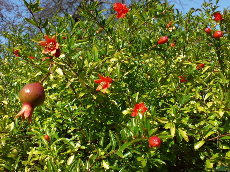 Punica granatum im Garten pflanzen (Einrichtungsbeispiele mit Granatapfel)