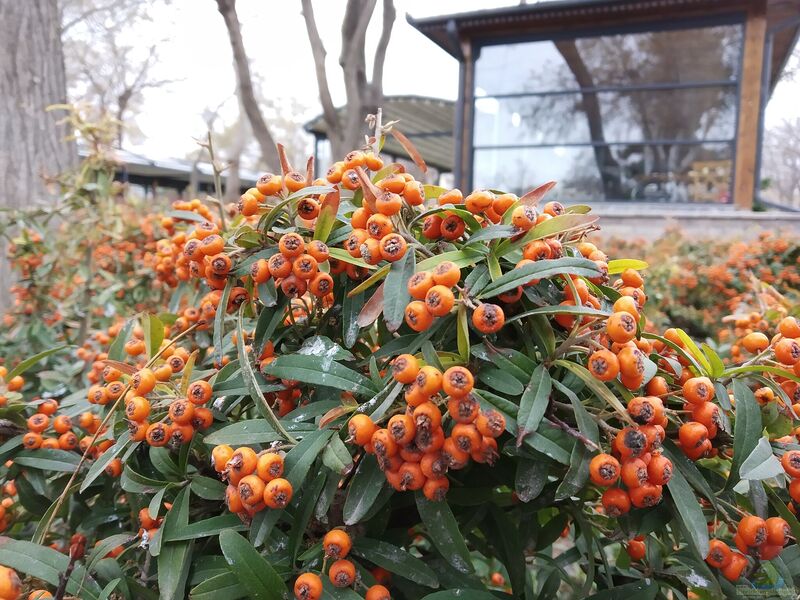 Pyracantha im Garten pflanzen (Einrichtungsbeispiele mit Feuerdorn)