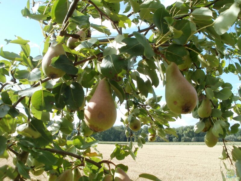 Pyrus communis im Garten pflanzen (Einrichtungsbeispiele mit Birnbaum)