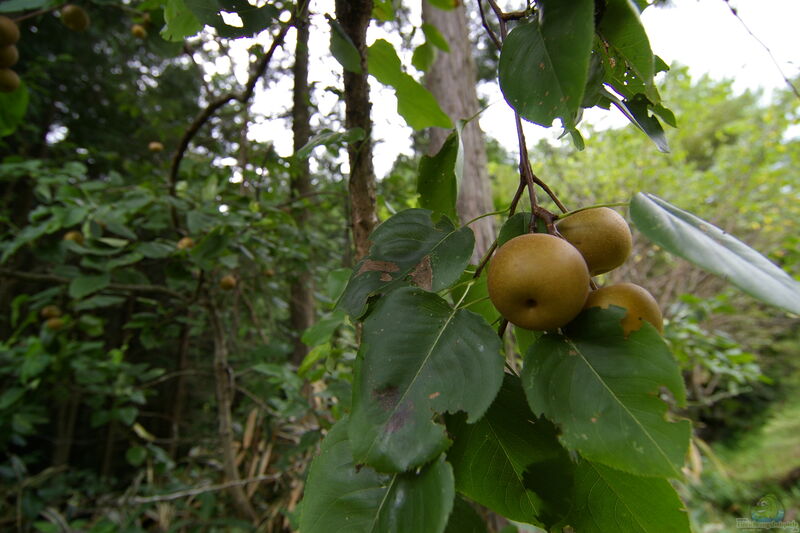 Pyrus pyrifolia im Garten pflanzen (Einrichtungsbeispiele mit Nashi-Birne)