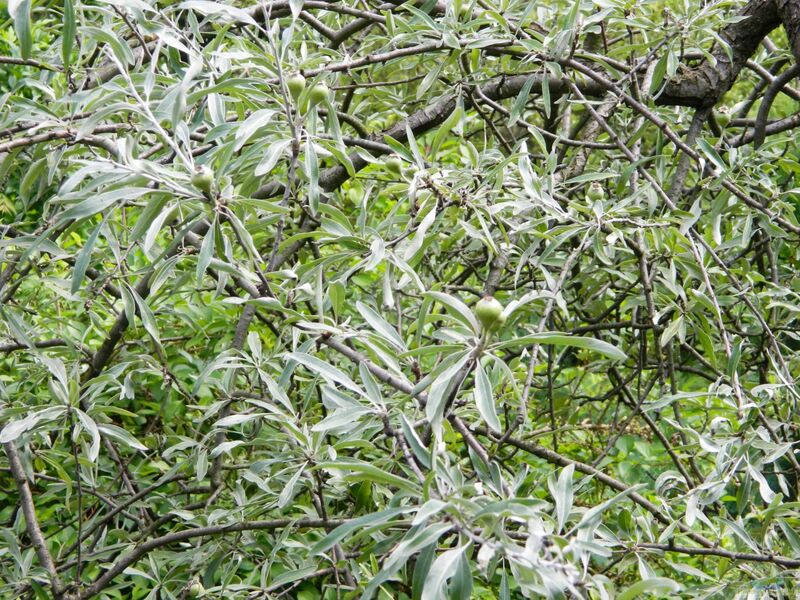 Pyrus salicifolia im Garten pflanzen (Einrichtungsbeispiele mit Weidenblättrige Birne)