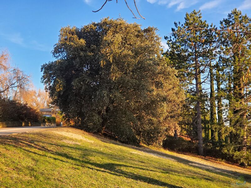 Quercus ilex im Garten pflanzen (Einrichtungsbeispiele mit Steineiche)