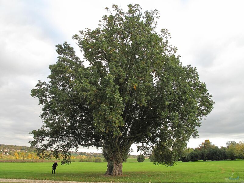 Quercus robur im Garten pflanzen (Einrichtungsbeispiele mit Deutsche Eiche)