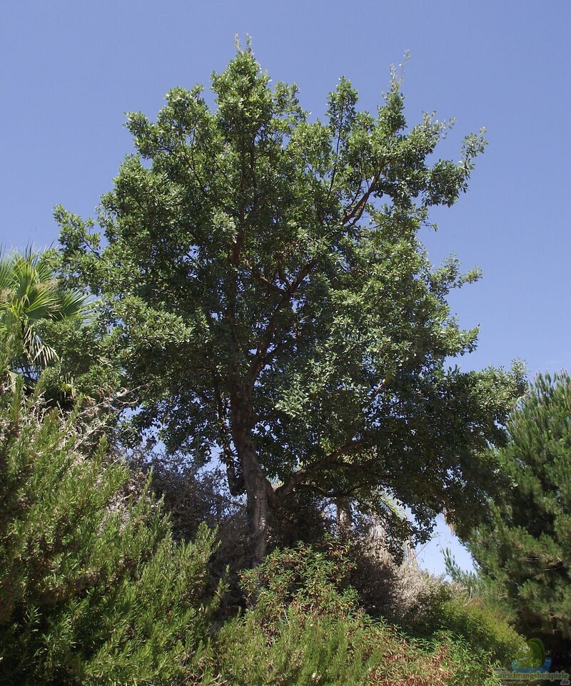 Quercus suber im Garten pflanzen (Einrichtungsbeispiele mit Kork-Eiche)