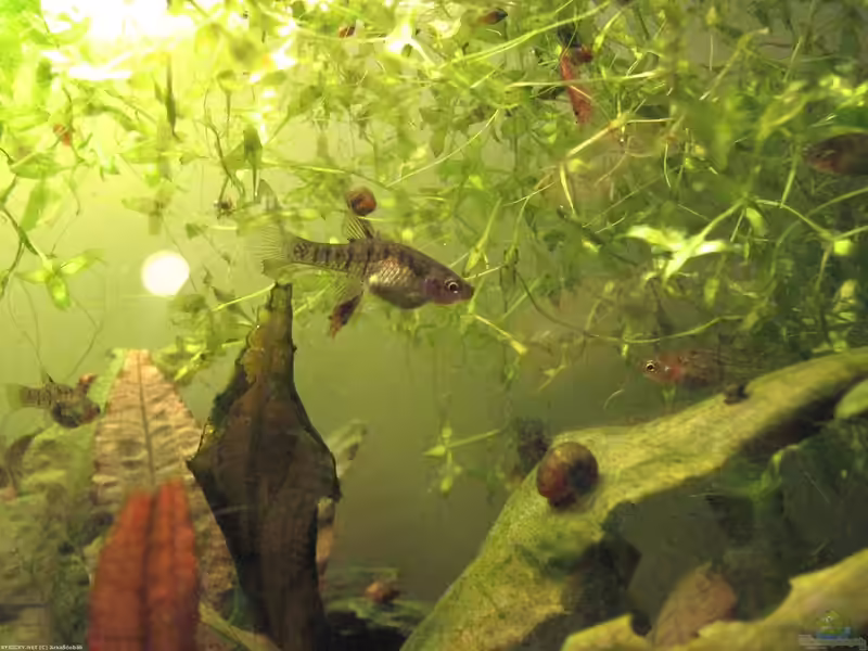 Quintana atrizona im Aquarium halten (Einrichtungsbeispiele für Glaskärpflinge)