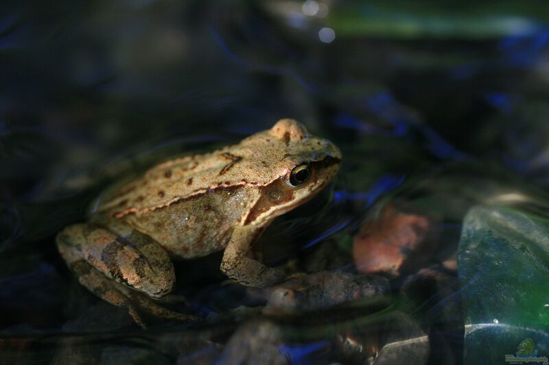 Rana arvalis im Gartenteich (Einrichtungsbeispiele mit Moorfröschen)