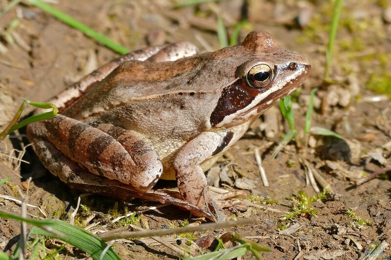 Rana dalmatina im Gartenteich (Einrichtungsbeispiele mit Springfröschen)