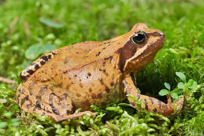 Rana temporaria im Garten (Einrichtungsbeispiele mit Grasfrosch)