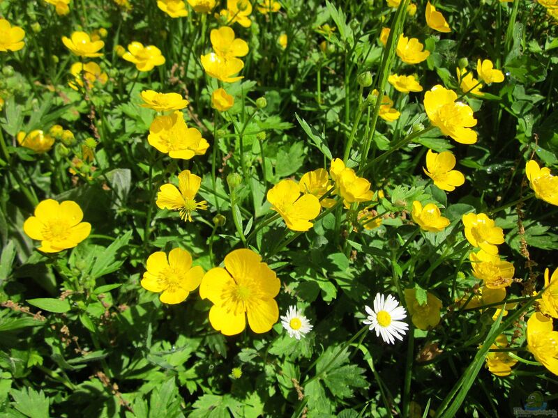 Ranunculus repens im Garten pflanzen (Einrichtungsbeispiele mit Kriechender Hahnenfuß)