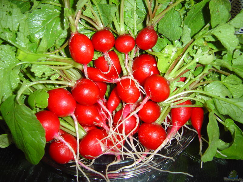 Raphanus sativus var. sativus im Garten pflanzen (Einrichtungsbeispiele mit Radischen)