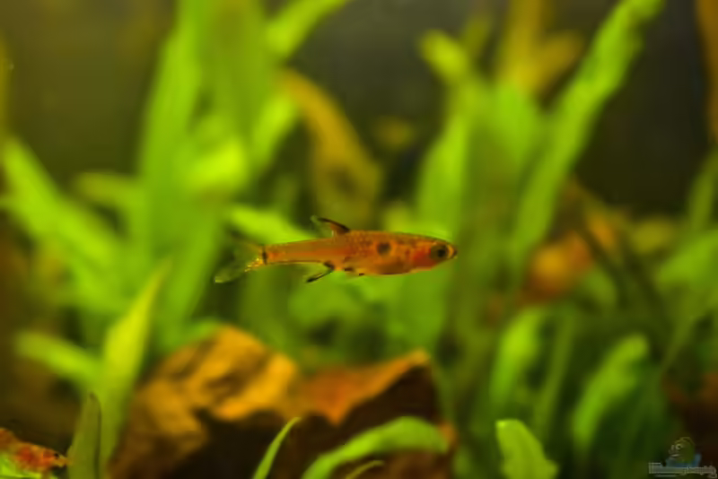 Rasbora maculata im Aquarium halten (Einrichtungsbeispiele für Tüpfelrasbora)