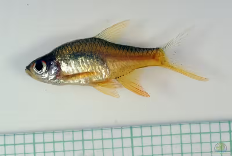 Rasbora vaterifloris im Aquarium halten (Einrichtungsbeispiele für Perlmuttbärbling)