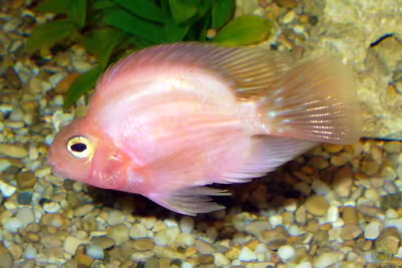 Red Parrot im Aquarium halten (Einrichtungsbeispiele mit Papageienbuntbarsch)