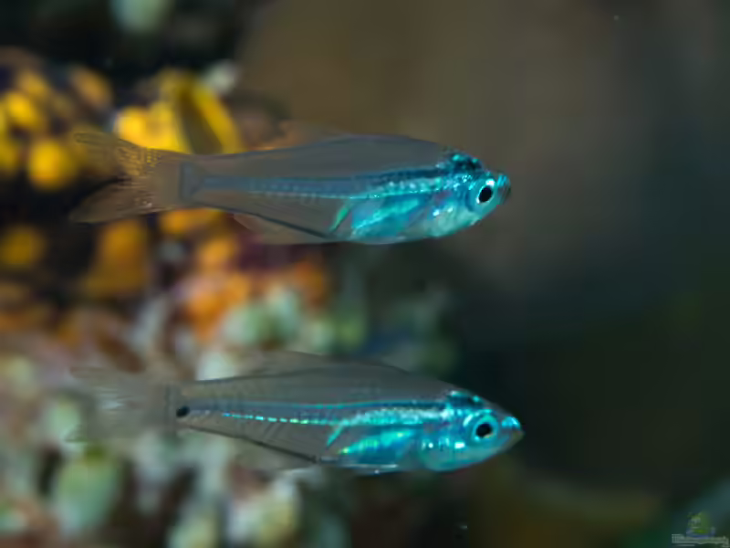 Rhabdamia gracilis im Aquarium halten (Einrichtungsbeispiele für Leuchtkardinalbarsch)
