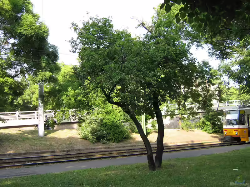 Rhamnus cathartica im Garten pflanzen (Einrichtungsbeispiele mit Kreuzdorn)