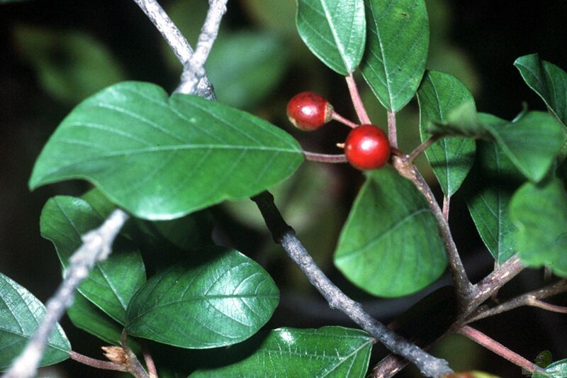 Rhamnus frangula im Garten pflanzen (Einrichtungsbeispiele mit Faulbaum)