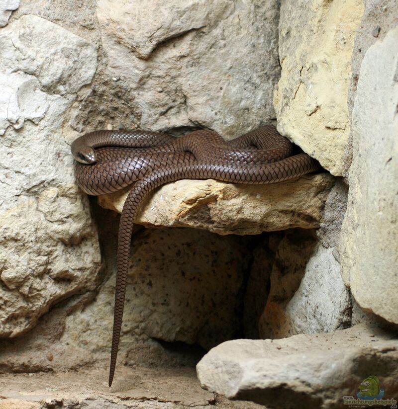 Rhamphiophis oxyrhynchus im Terrarium halten (Einrichtungsbeispiele für Westafrikanische Schnabelnasennatter)