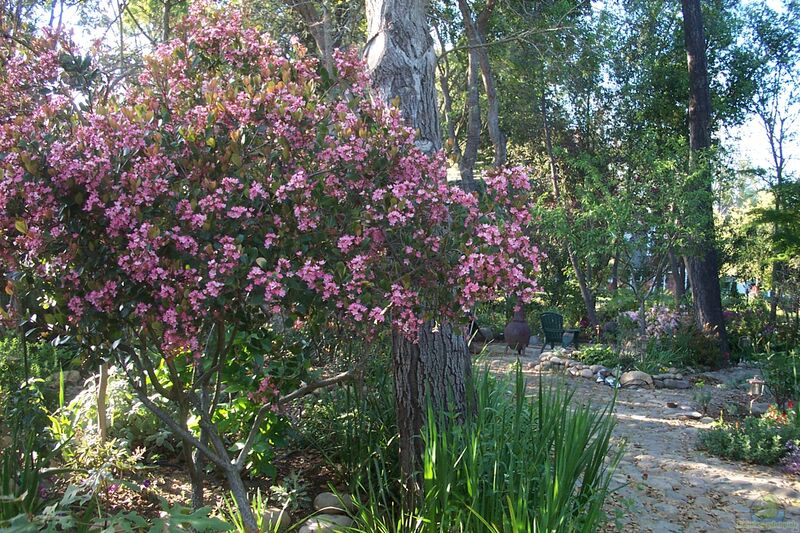 Rhaphiolepis indica im Garten pflanzen (Einrichtungsbeispiele mit Japanische Weißdolde)