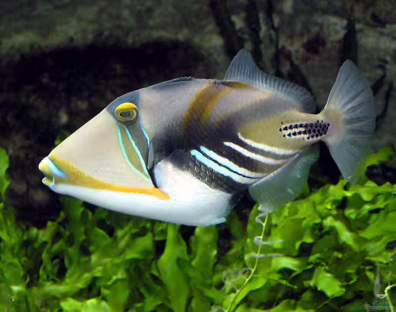 Rhinecanthus aculeatus im Aquarium halten (Einrichtungsbeispiele für Picasso-Drückerfisch)