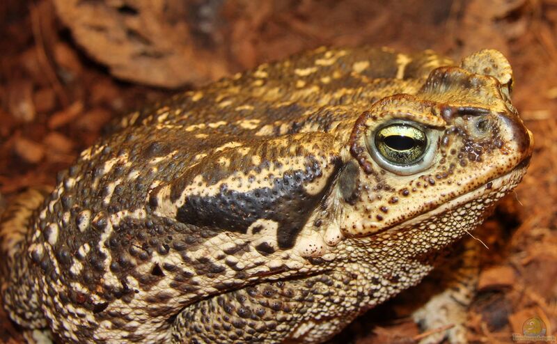 Rhinella schneideri im Terrarium halten (Einrichtungsbeispiele mit Südamerikanischer Ochsenkröte)