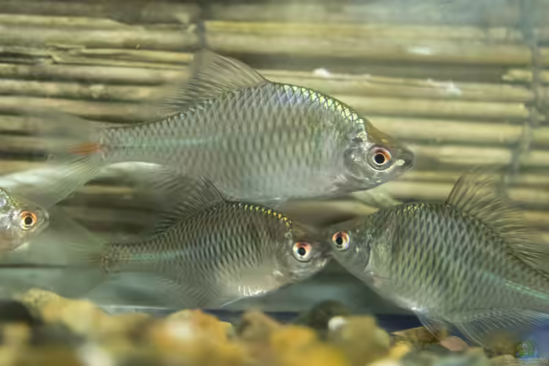 Rhodeus ocellatus im Aquarium halten (Einrichtungsbeispiele für Hongkong-Bitterling)