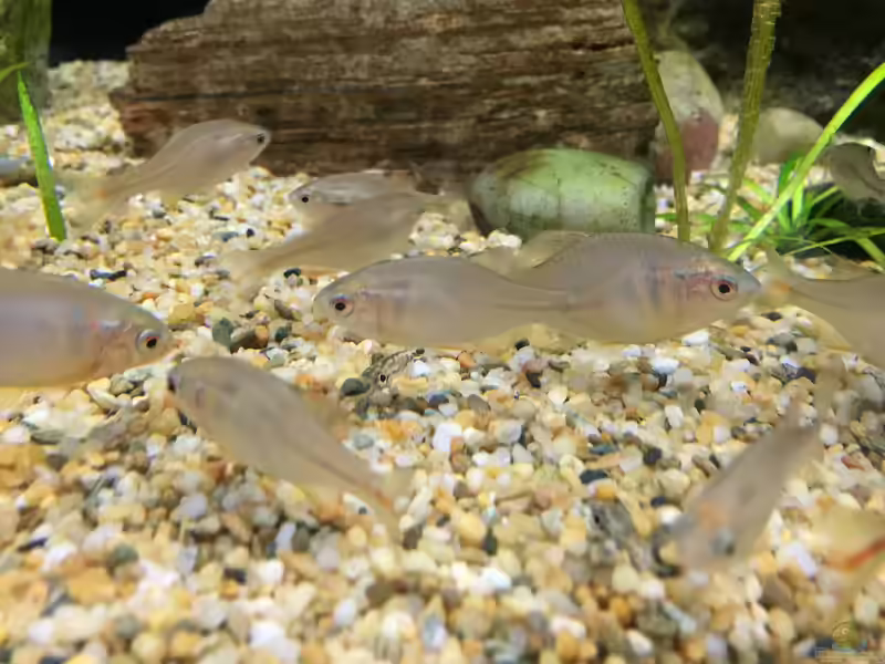 Rhodeus uyekii im Aquarium halten (Einrichtungsbeispiele für Rhodeus uyekii)