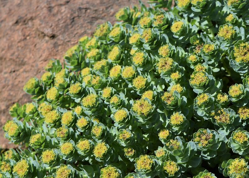 Rhodiola rosea im Garten pflanzen (Einrichtungsbeispiele mit Rosenwurz)