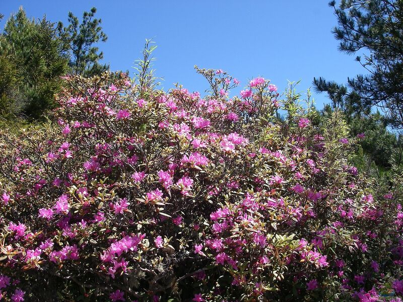 Rhododendron im Garten pflanzen (Einrichtungsbeispiele mit Rhododendren)