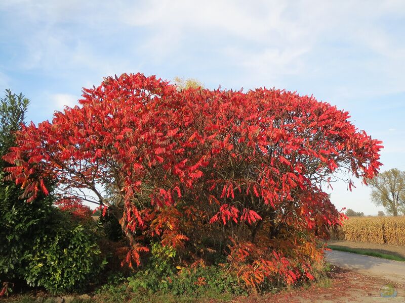 Rhus typhina im Garten pflanzen (Einrichtungsbeispiele mit Essigbaum)