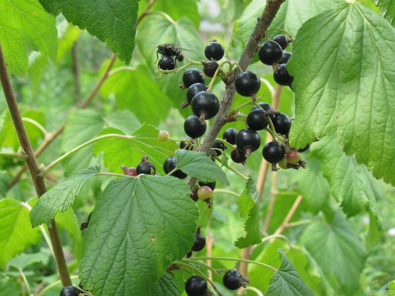 Ribes nigrum am Gartenteich pflanzen (Einrichtungsbeispiele mit Schwarze Johannisbeere)