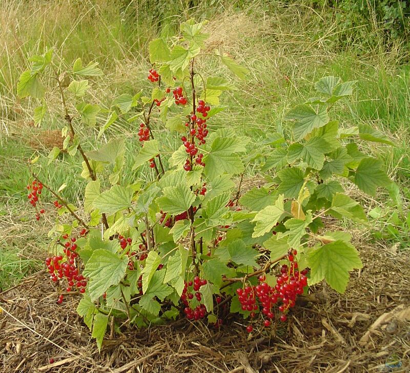 Ribes rubrum im Garten pflanzen (Einrichtungsbeispiele mit Rote Johannisbeere)