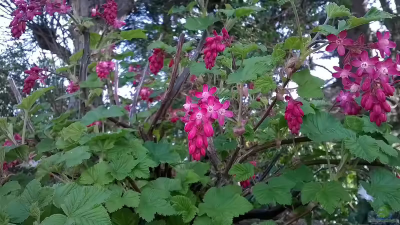 Ribes sanguineum im Garten pflanzen (Einrichtungsbeispiele mit Blut-Johannisbeere)