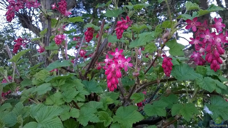 Ribes sanguineum im Garten pflanzen (Einrichtungsbeispiele mit Blut-Johannisbeere)