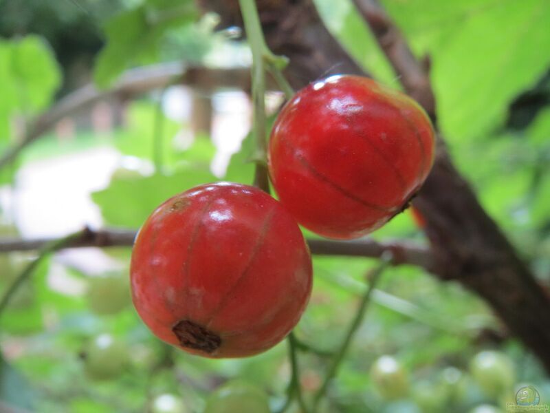 Ribes uva-crispa im Garten pflanzen (Einrichtungsbeispiele mit Stachelbeere)