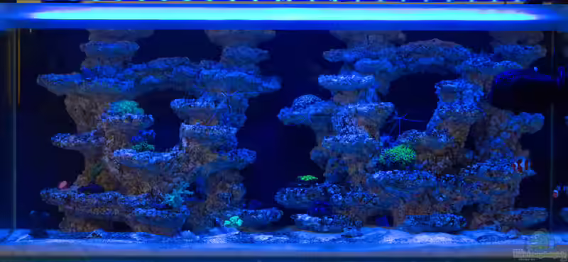 Riffkeramik als Deko im Aquarium (Einrichtungsbeispiele mit Riffkeramik)